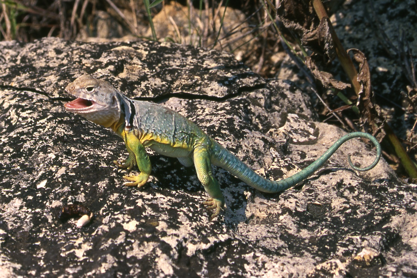 Collard lizard