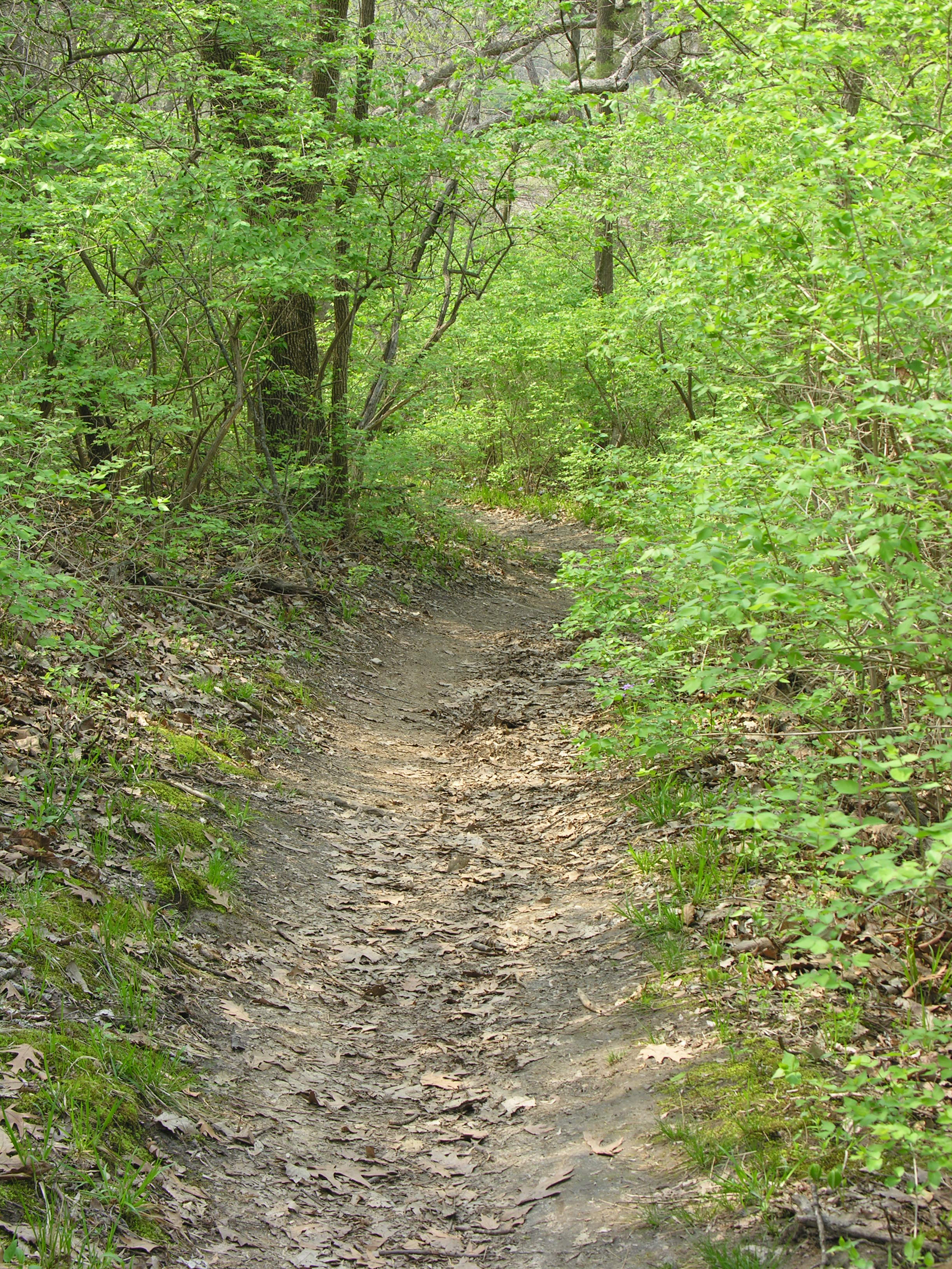 Trail through oak and hickory forest at Kaw River State Park.