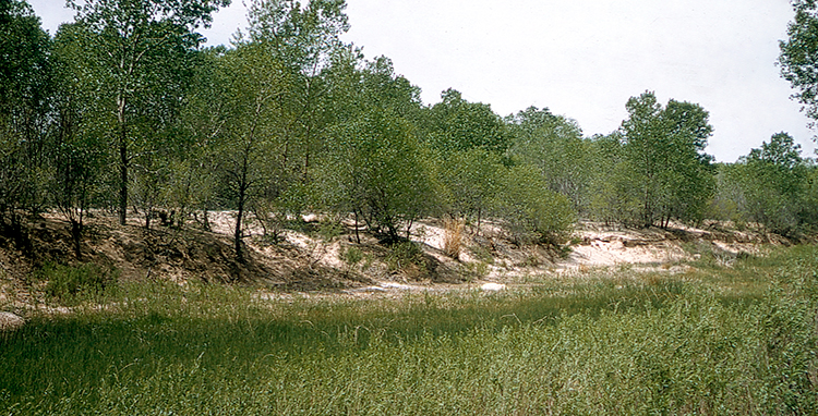 Riparian zone along Cimarron River, Grant County.