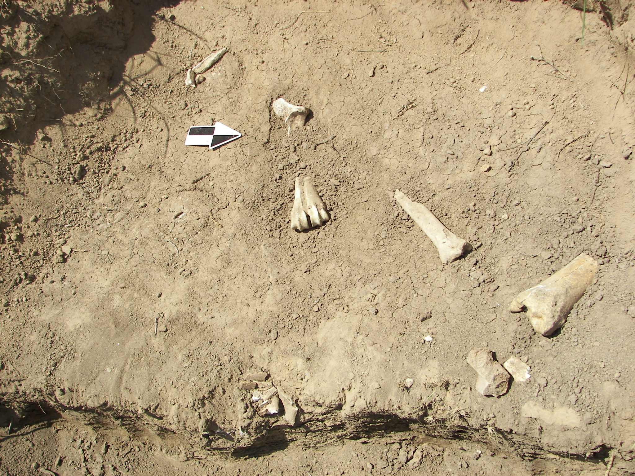Bison bones found along Bear Creek in western Kansas.