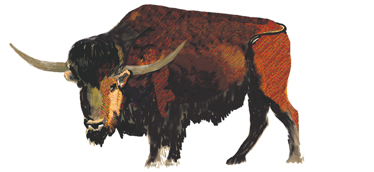 Bison illustration