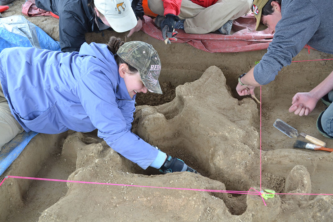 Removing soil from around mammoth pelvis at Scheuerman site (photo by Kale Bruner).