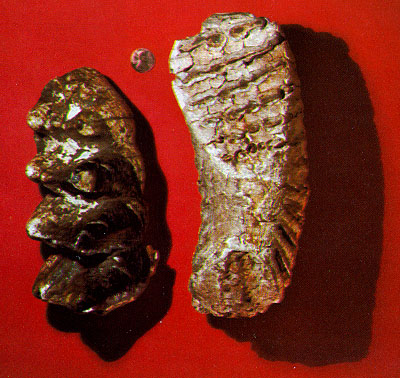 Mastodon teeth (left) and mammoth teeth (right) look very different.