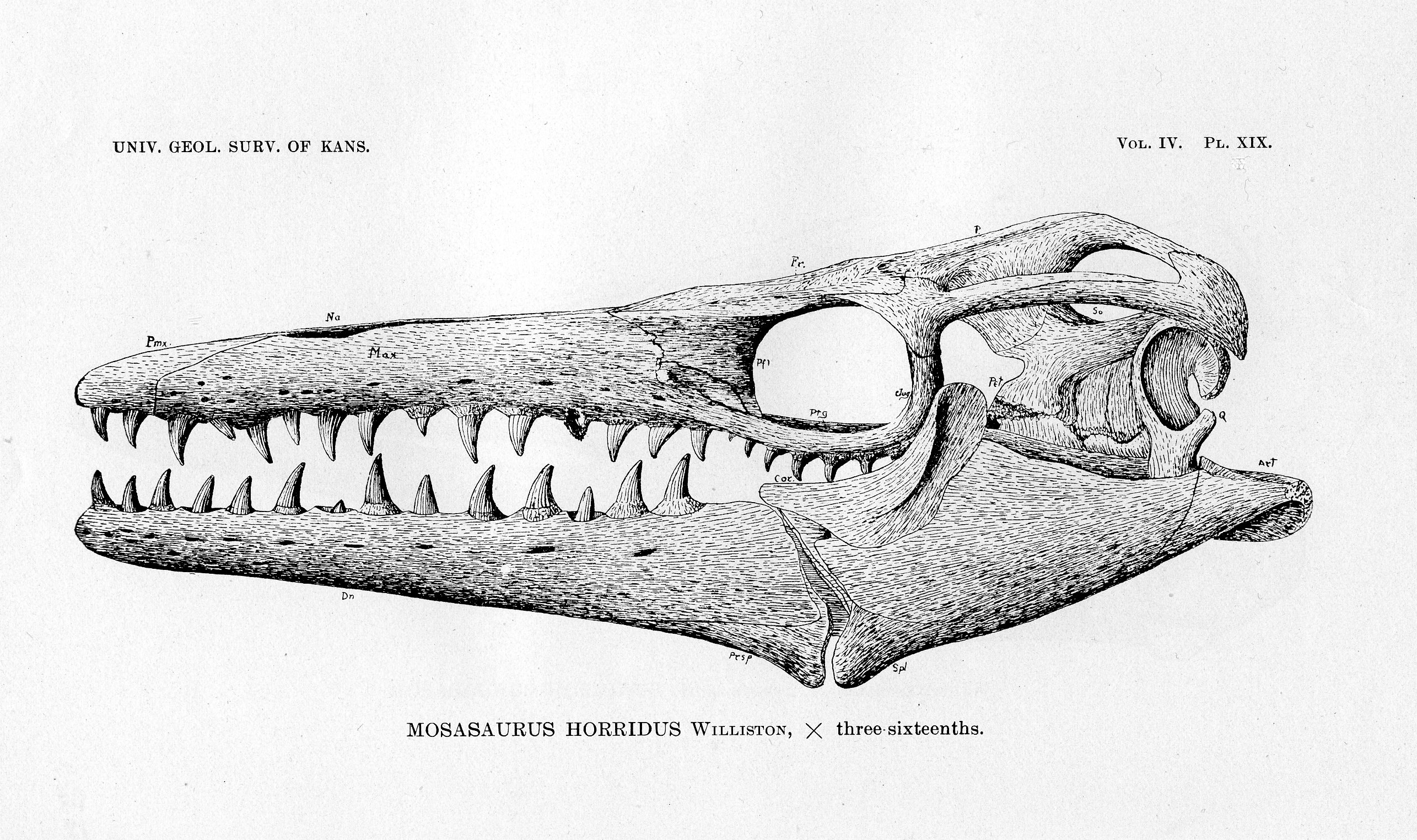 1898 drawing of the skull of a mosasaur species found in Kansas chalk beds.