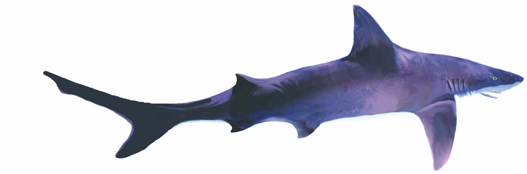 Shark illustration.