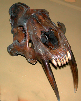 Smilodon skull.