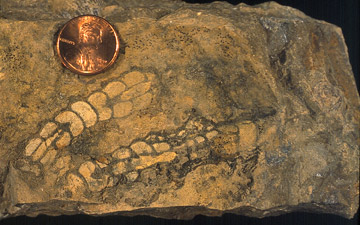 Fossil sponge Amblysiphonella