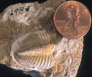 Fossil trilobite Ameura