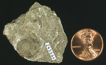 Amphiscapha fossil.