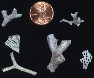 Bryozoan fossils from the Topeka Limestone in Kansas.