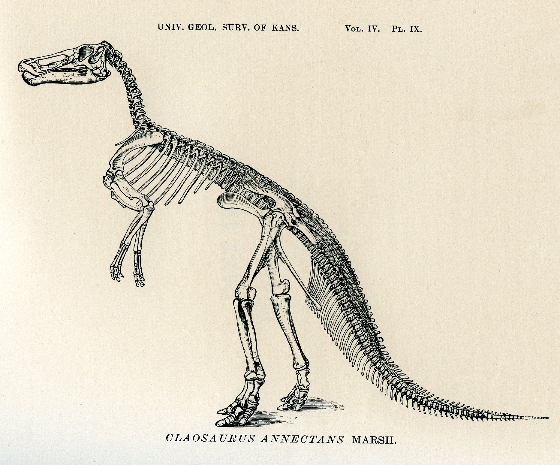 Claosaurus illustration