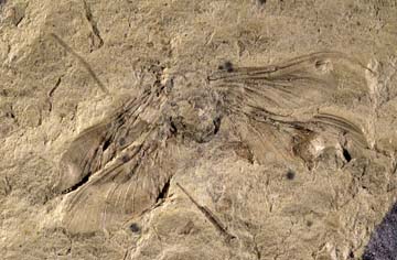 Permian fossil Dunbaria fascipennis.