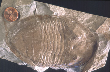 Fossil trilobite Isotelus