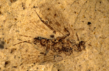 Fossil of genus Lemmatophora.