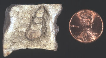 Pennsylvanian gastropod fossil with very high spire.