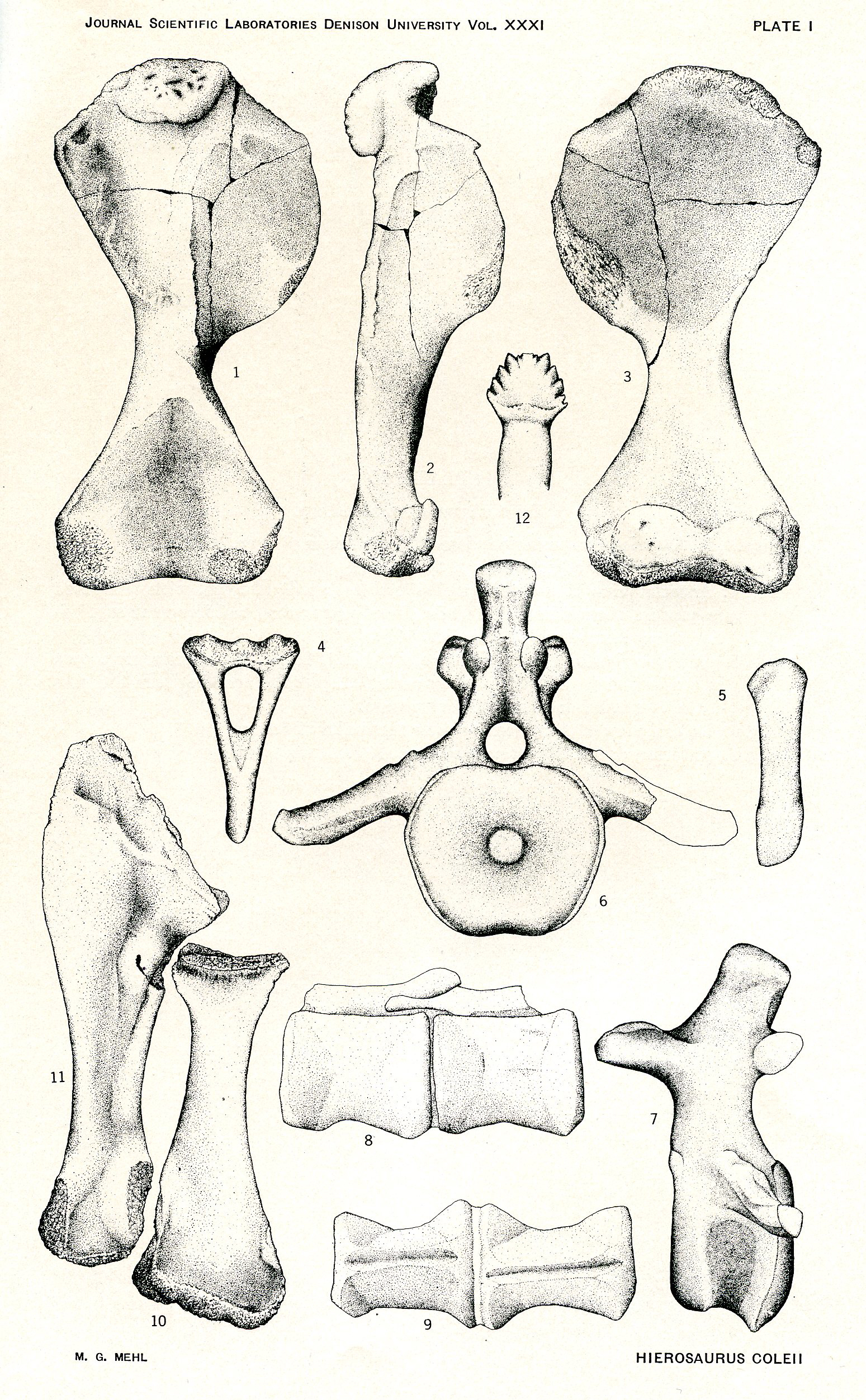 Niobrarasaurus bones illustration