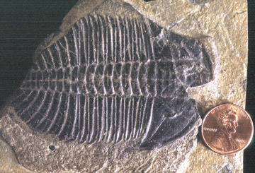 Fossil trilobite Ogygopsis