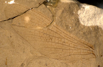 Fossil fore wing of Protereisma permianum.
