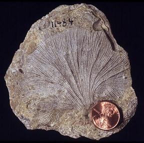 Bryozoan fossil that exemplifies the branching form of some bryozoan colonies.