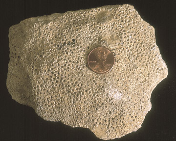 Syringopora fossil from Woodson County, Kansas.