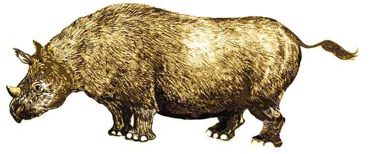 Short-legged rhinoceros illustration
