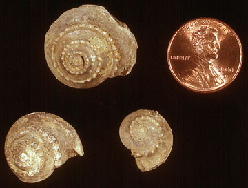 Raised bumps spiraling out from apex in fossil gastropod specimens.