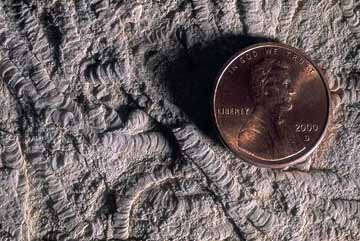 Close-up of stemless crinoid fossil.