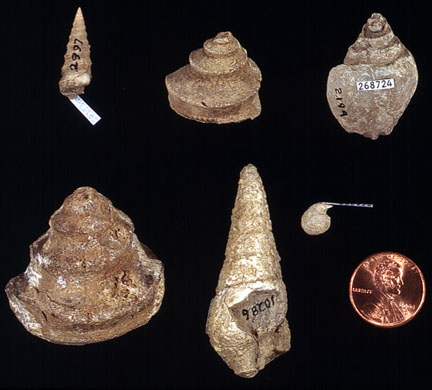 Common Kansas fossil gastropods.