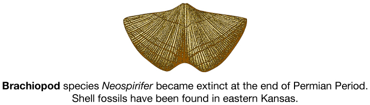 Brachiopod species Neospirifer became extinct at the end of the Permian Period