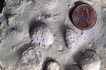 Exceptionally preserved brachiopod fossil.