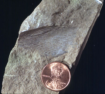 Fossilized cockroach wing fragment.