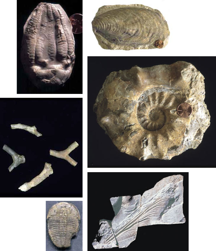 Common Kansas fossils