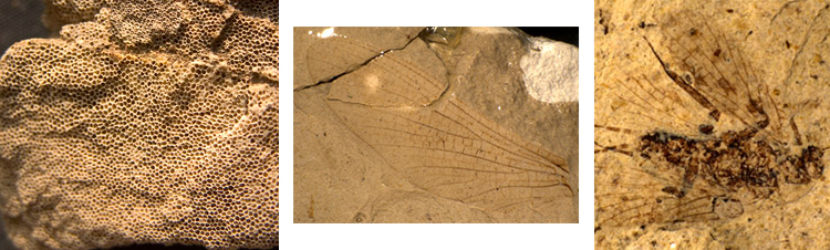 Invertebrate fossil samples