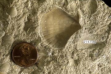 Bivalve fossil from Pennsylvanian rocks.