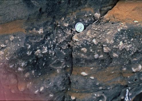 Barite roses