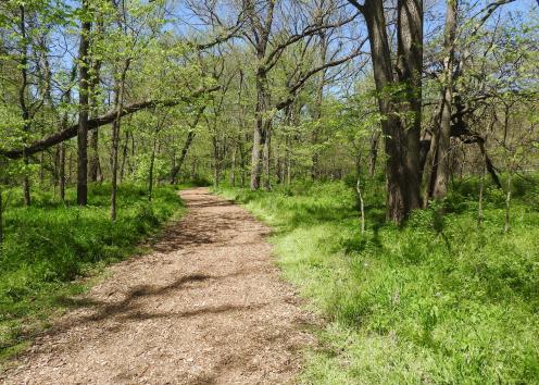 Dirt trail through wooded area