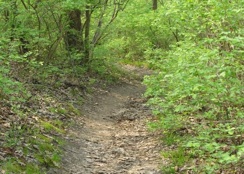 Dirt trail through forest