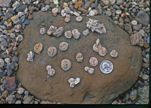 Barite roses