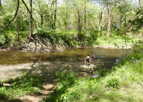 Creek running through wooded area