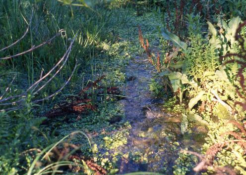 Vegetation watered by Big Spring in Scott County State Park