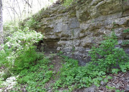 Limestone outcrop