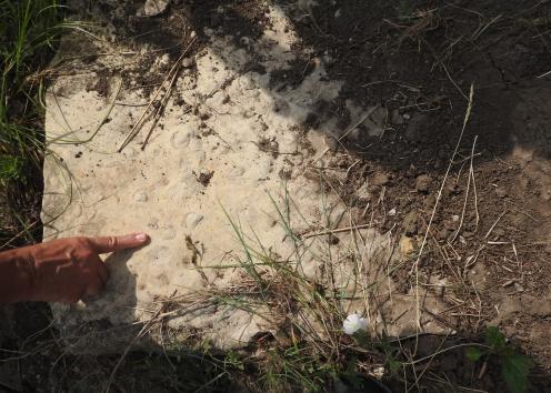 Brachiopods and other fossils in limestone