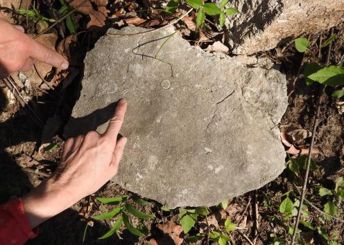 Two hands point to fossils in chunk of rock