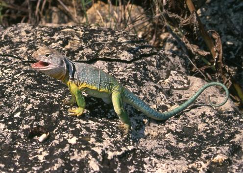Lizaard on rock