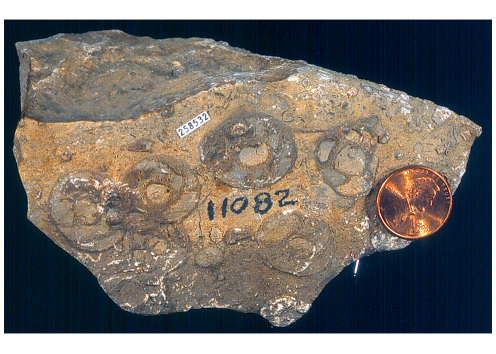 Amblysiphonella cross section