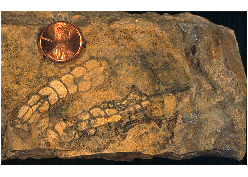 Amblysiphonella
