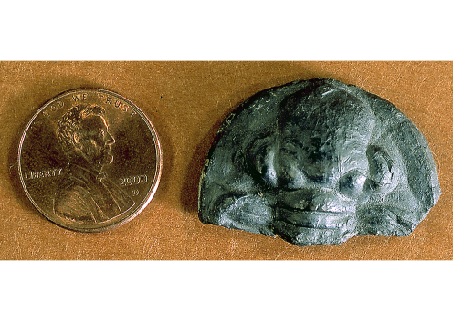 Ameura cephalon