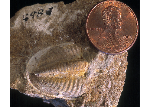 Ameura pygidia