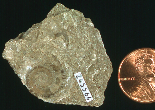 Amphiscapha