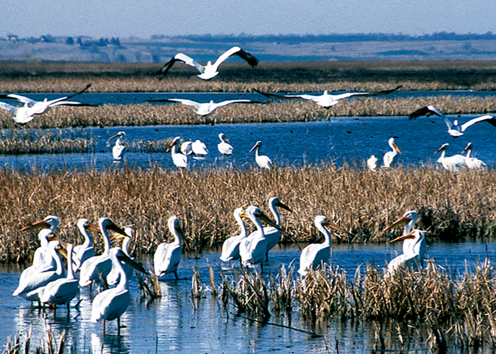 Pelicans